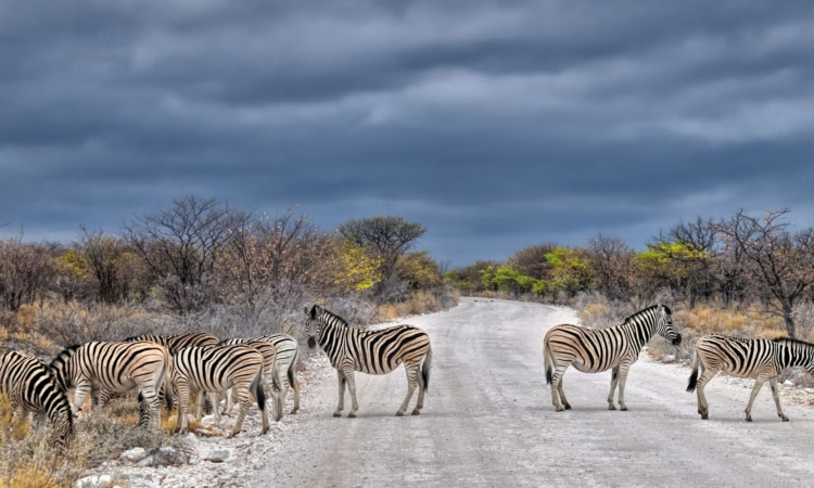 10-Day Namibia Tour – Etosha, Damaraland, Swakopmund & Sossusvlei Itinerary