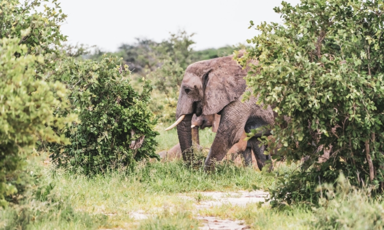 3-Day Etosha Guided Camping Safari - Wildlife Adventure in Namibia