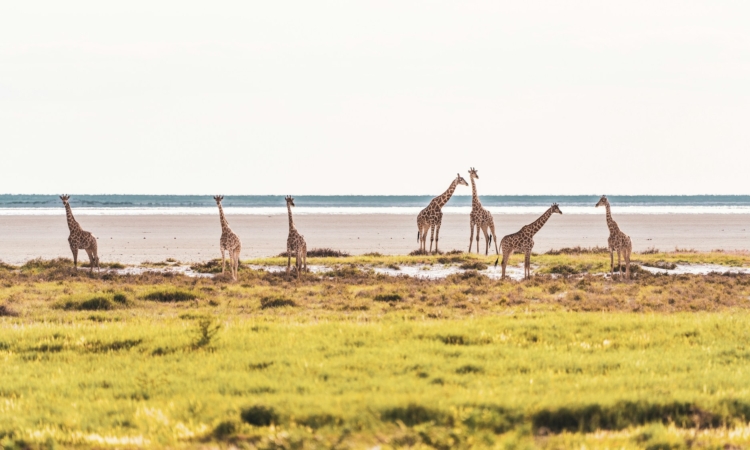 3-Day Etosha Safari with Accommodation - Guided Namibia Wildlife Tour