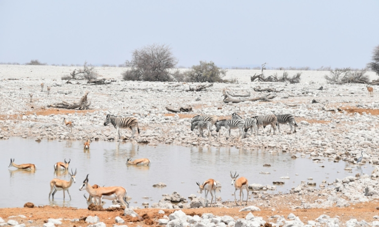 5-Day Best of Etosha Wildlife Safari - Guided Namibia Tour