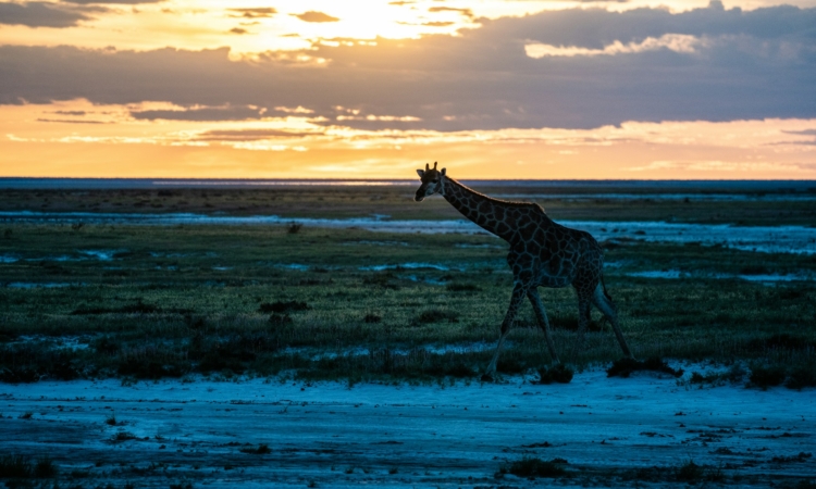 5-Day Etosha Self-Drive Safari with Okonjima & AfriCat Foundation