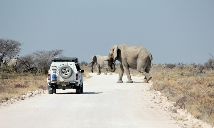 5-Day Etosha & Swakopmund Safari - Wildlife & Namibia’s Coast