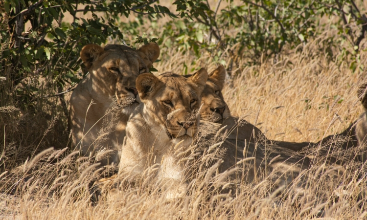 6-Day Etosha, Swakopmund & Sossusvlei Guided Camping Safari