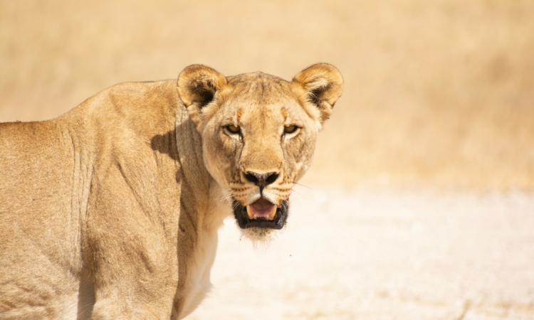 6-Day Namib Desert & Etosha Tour - Sossusvlei, Swakopmund & Safari