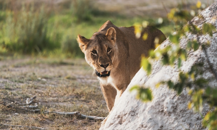 7-Day Namibia Desert & Etosha Camping Tour - Sossusvlei, Swakopmund & Safari