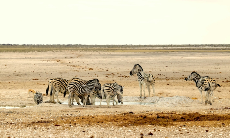 Namibia Safaris & Tours