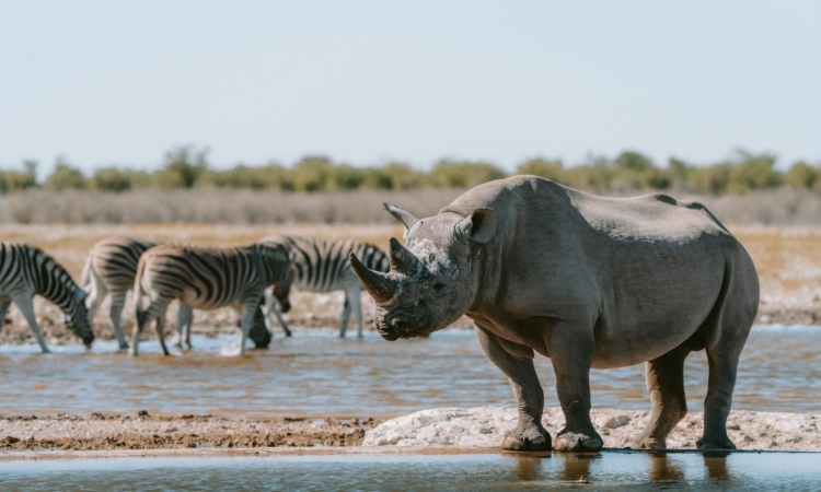 Big Five in Etosha National Park - Lions, Elephants, Leopards & Rhinos