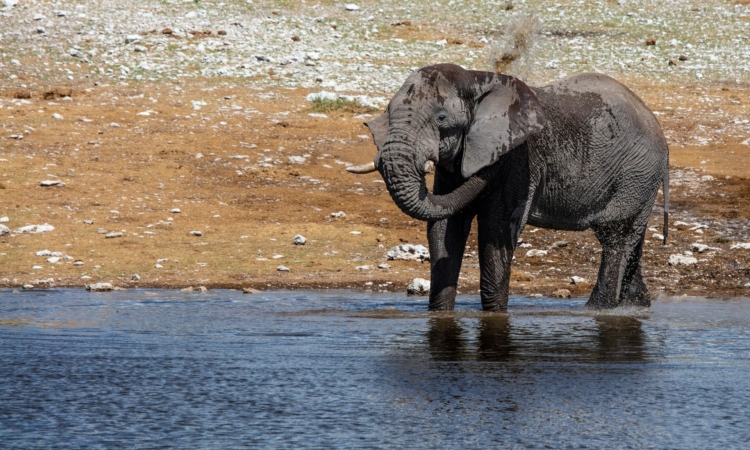 Elephants in Etosha National Park - Behavior, Habitat & Best Viewing Spots
