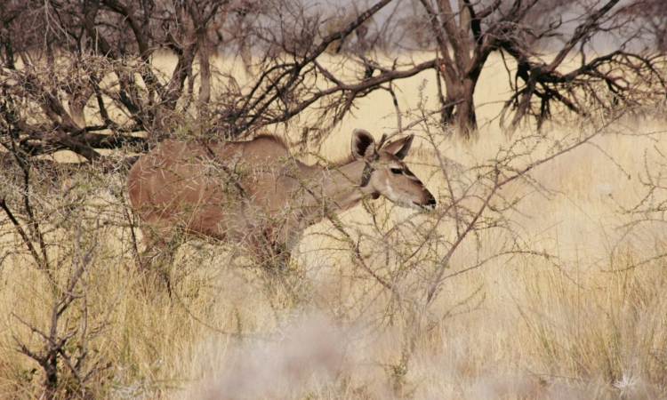 Etosha National Park Rules & Regulations - Visitor Safety & Wildlife Protection