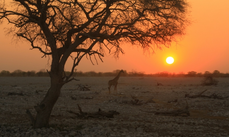 Etosha National Park in November - Safari, Wildlife & Travel Guide