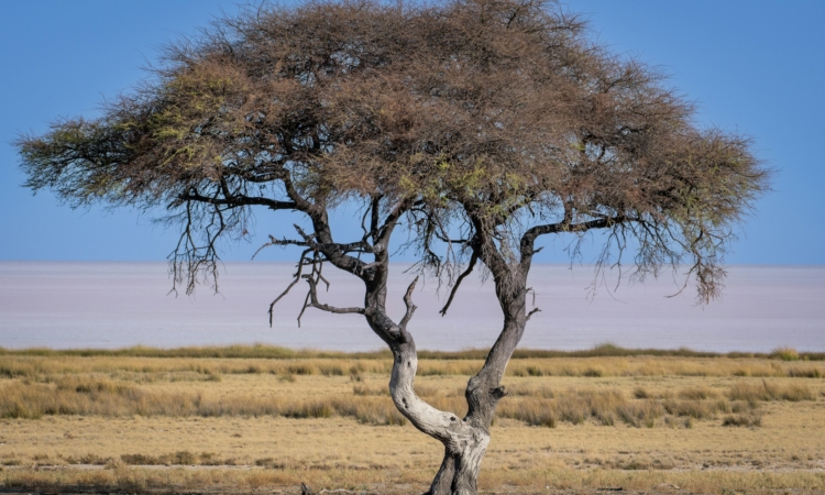 Etosha Pan in Namibia - History, Wildlife & Seasonal Changes