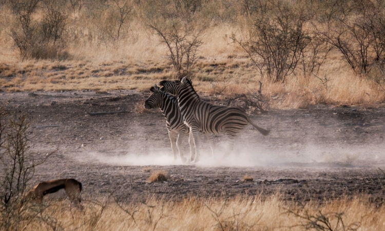 Facts about Etosha National Park, Namibia