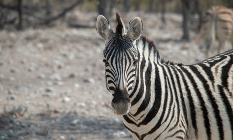 Family Safaris in Etosha National Park - Kid-Friendly Activities & Lodges