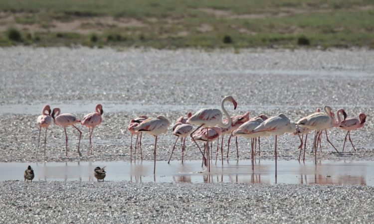 Flamingos & Pelicans in Etosha National Park - Best Viewing Times & Locations