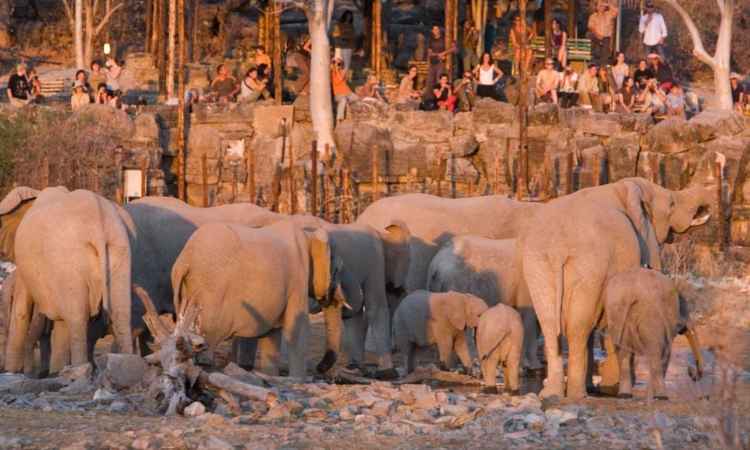 Halali Region in Etosha National Park - Wildlife, Waterholes & Halali Camp