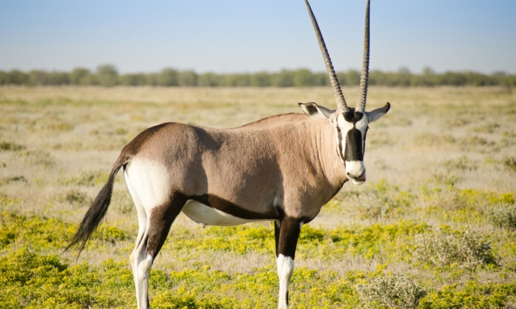 History of Etosha National Park - Origins, Conservation & Cultural Heritage