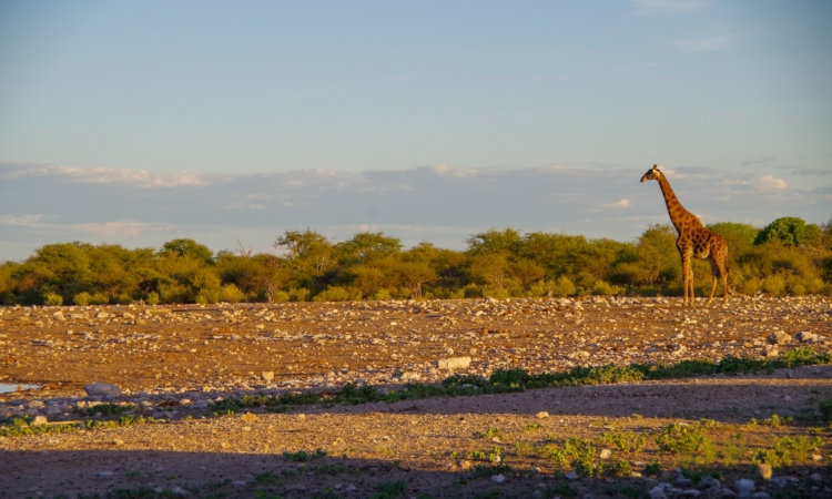 King Nehale Gate to Etosha National Park - Northern Access & Wildlife Viewing