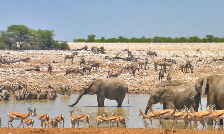 Okaukuejo Region in Etosha National Park - Wildlife, Waterholes & Accommodation