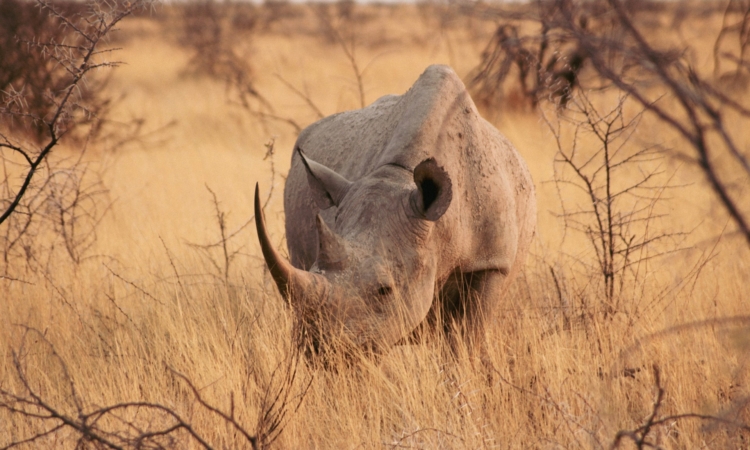 Poaching in Namibia - Threats, Conservation Efforts & Wildlife Protection