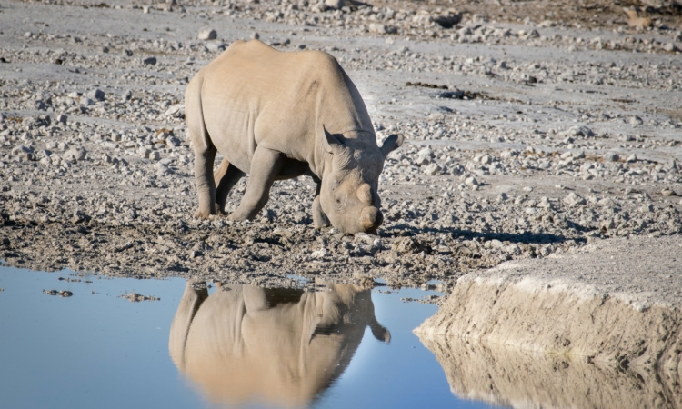 Rhino Tracking Near Etosha National Park - Guided Safaris in Ongava Reserve