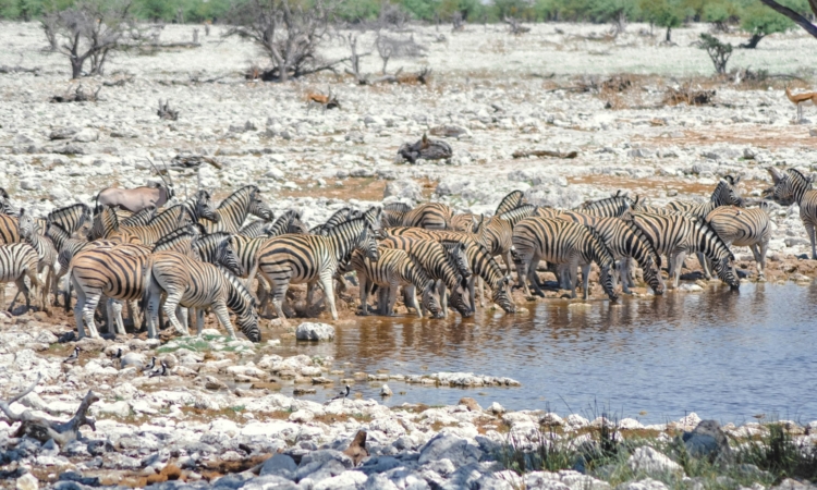 Salvadora Waterhole in Etosha National Park - Wildlife Viewing & Photography Spot