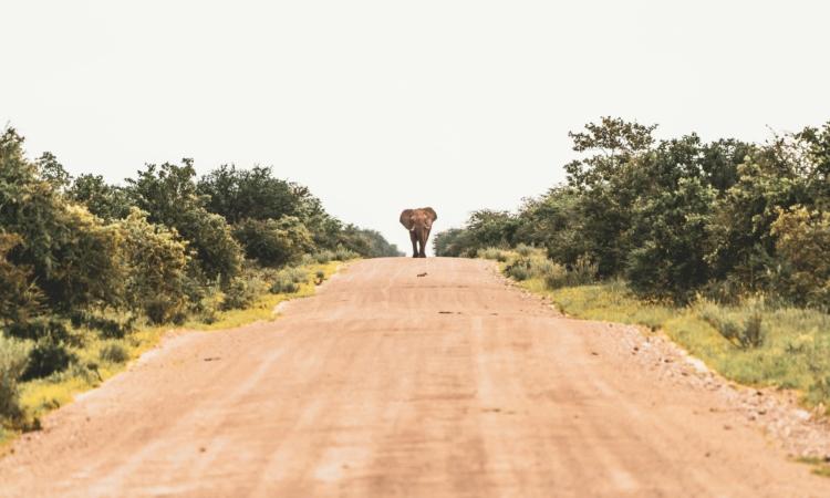 Sectors of Etosha National Park - Eastern, Central, Southern & Western Safari Guide
