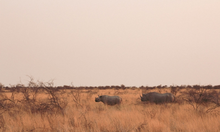 Vegetation in Etosha National Park - Mopane Trees, Grasslands & Salt-Tolerant Plants