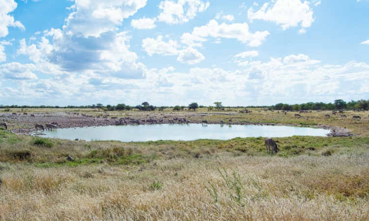 Waterholes in Etosha National Park - Best Spots for Wildlife Viewing